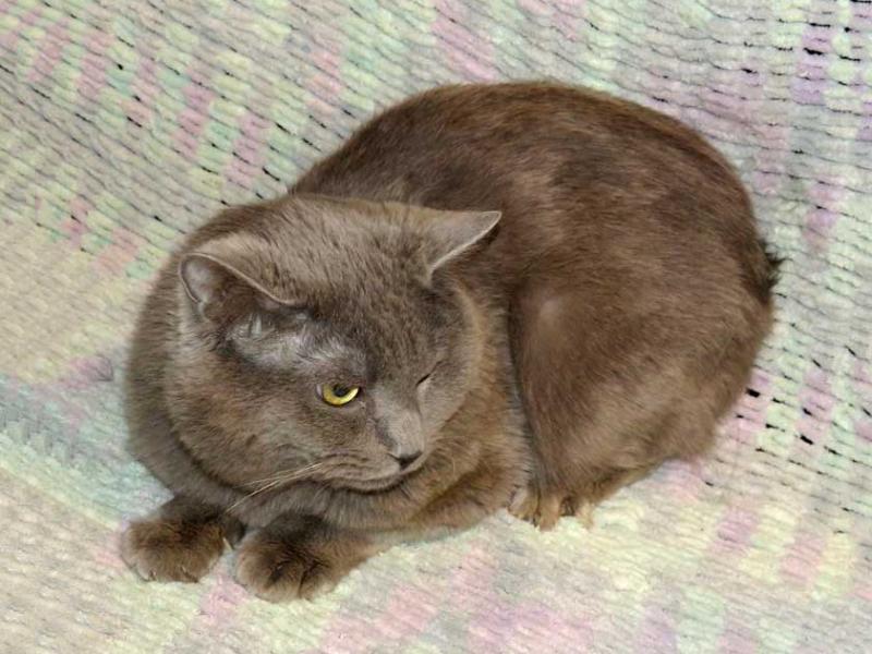 В дар кошку