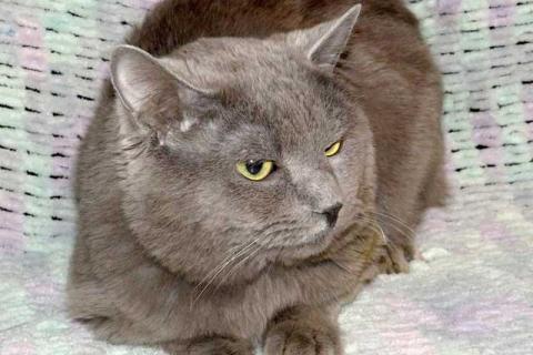 В дар кошку. Ясон, кот-подкидыш, который всё ещё ждёт своего человека. Фото4