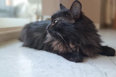 В дар кошку. Буся или Бусинка ищет дом!. Фото1