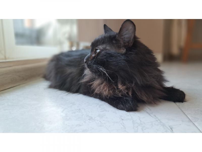 В дар кошку