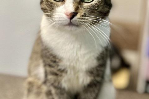 Продаю кошку. Ласковая Люся ищет дом!. Фото2