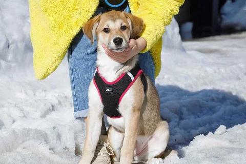 В дар собаку. Ласковая и нежная девочка-щенок Лилу ищет дом. Фото1