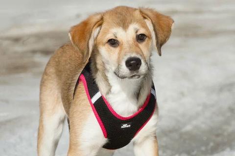 В дар собаку. Ласковая и нежная девочка-щенок Лилу ищет дом. Фото2