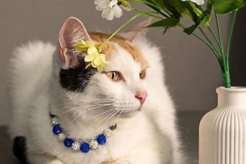 В дар кошку. Ласковая и нежная кошечка Снежинка ищет дом. Фото2