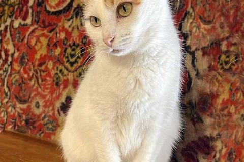 В дар кошку. Ласковая и нежная кошечка Снежинка ищет дом. Фото3