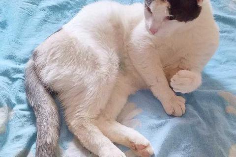 В дар кошку. Зюфа ищет дом. Фото1