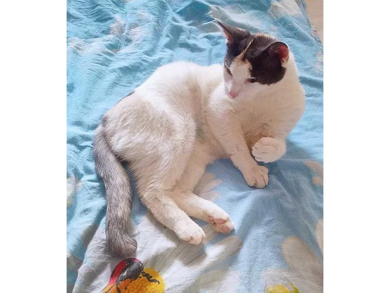 В дар кошку