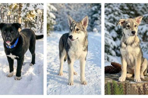 В дар собаку. Три щенячьх сердца ищут добрых хозяев. Фото1