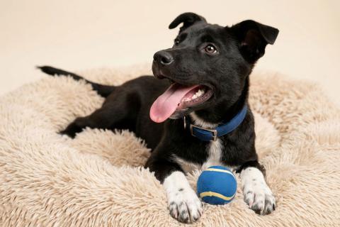 В дар собаку. Три щенячьх сердца ищут добрых хозяев. Фото2