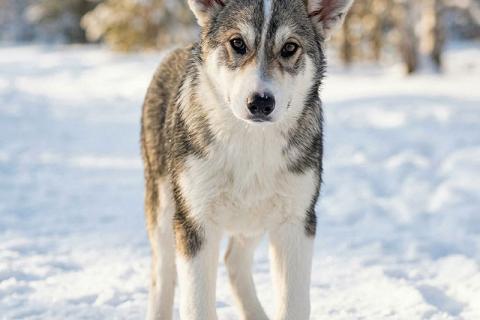 В дар собаку. Три щенячьх сердца ищут добрых хозяев. Фото3