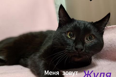 В дар кошку. Знакомьтесь — Жульетта, или просто Жуля.. Фото1