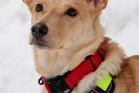 В дар собаку. Небольшая собачка Лисян ищет дом и семью!. Фото1