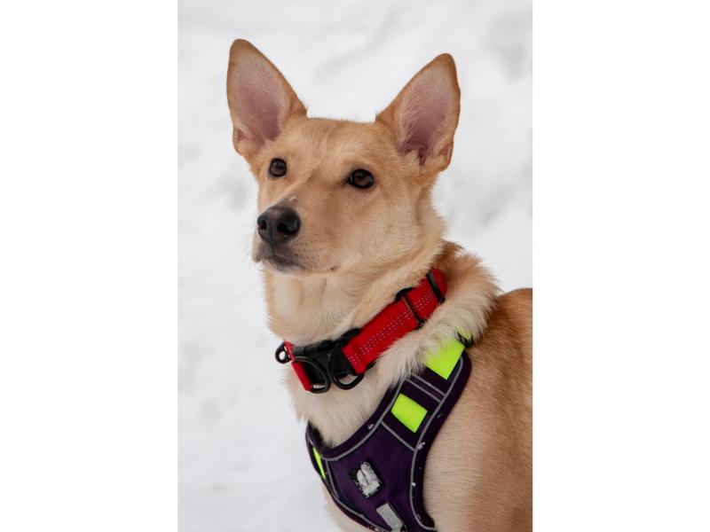 В дар собаку