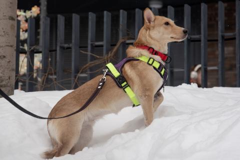 В дар собаку. Небольшая собачка Лисян ищет дом и семью!. Фото3