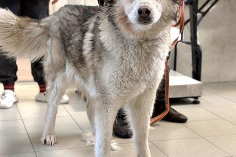 В дар собаку. Молодая домашняя собака Тали, аляскинский маламут ищет дом. Фото1