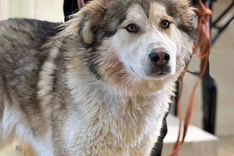 В дар собаку. Молодая домашняя собака Тали, аляскинский маламут ищет дом. Фото2