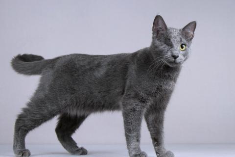 В дар кошку. Нежный ласковый котик Лапозай в добрые руки. Фото1