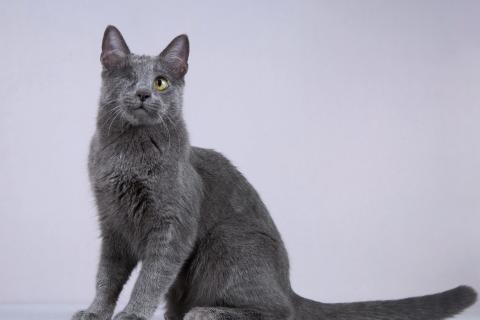 В дар кошку. Нежный ласковый котик Лапозай в добрые руки. Фото2