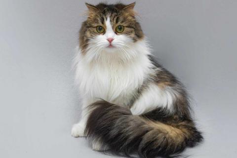 В дар кошку. Нежная ласковая кошечка Миу в добрые руки. Фото1