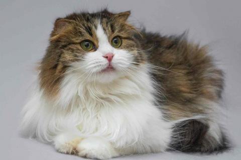 В дар кошку. Нежная ласковая кошечка Миу в добрые руки. Фото3