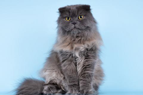 В дар кошку. Ласковый кот Помпон в добрые руки. Фото1