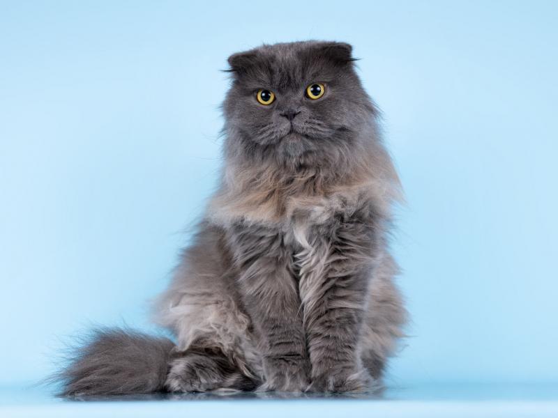 В дар кошку