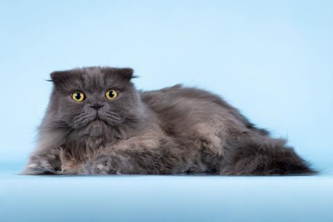 В дар кошку. Ласковый кот Помпон в добрые руки. Фото2