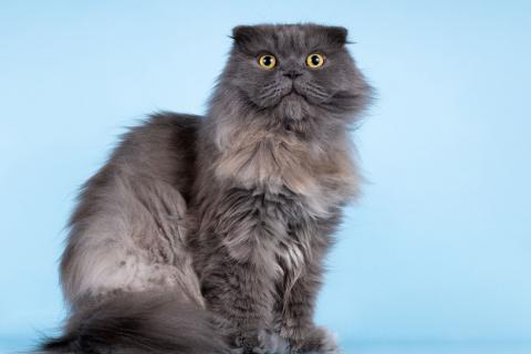 В дар кошку. Ласковый кот Помпон в добрые руки. Фото4