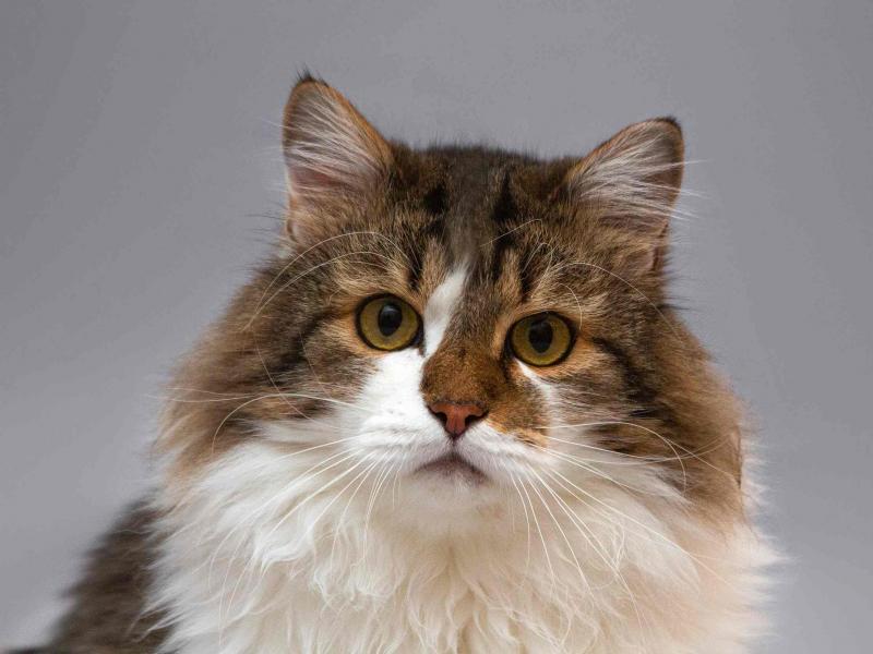 В дар кошку