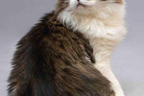 В дар кошку. Нежный ласковый котик Симон в добрые руки. Фото2