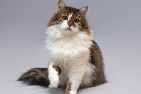 В дар кошку. Нежный ласковый котик Симон в добрые руки. Фото3