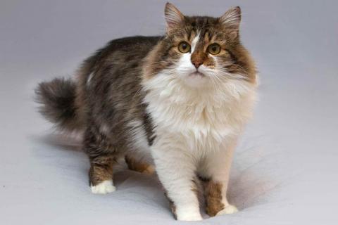 В дар кошку. Нежный ласковый котик Симон в добрые руки. Фото4