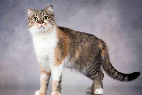 В дар кошку. Нежная ласковая кошечка Лёля в добрые руки. Фото2