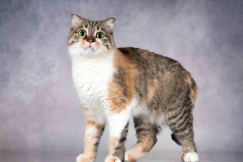 В дар кошку. Нежная ласковая кошечка Лёля в добрые руки. Фото3