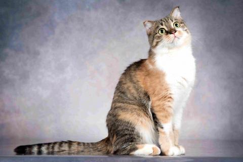 В дар кошку. Нежная ласковая кошечка Лёля в добрые руки. Фото4