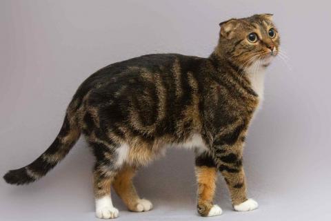 В дар кошку. Очаровательная вислоухая кошечка Жужу. Фото2