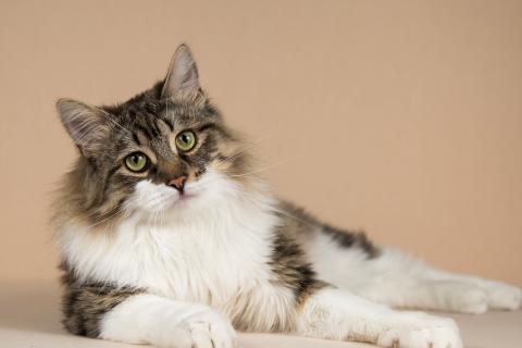 В дар кошку. Добрый ласковый богатырь кот Фунтик. Фото4