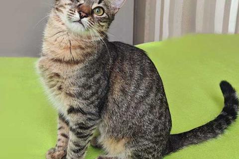 В дар кошку. Ласковая кошечка-подросток ищет дом. Фото2