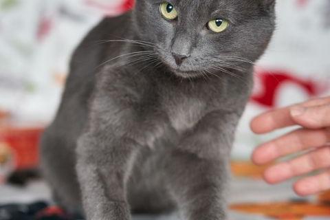 В дар кошку. Маффин, серый красавец с мягким сердцем ищет дом . Фото4