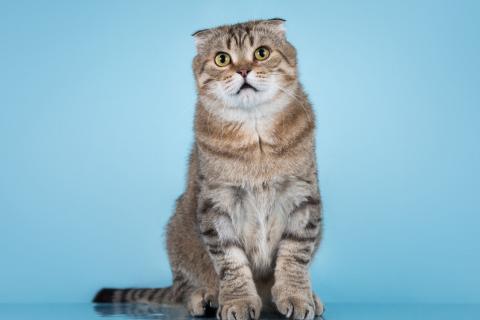 В дар кошку. Благородный добряк — кот Сигизмундий. Фото4