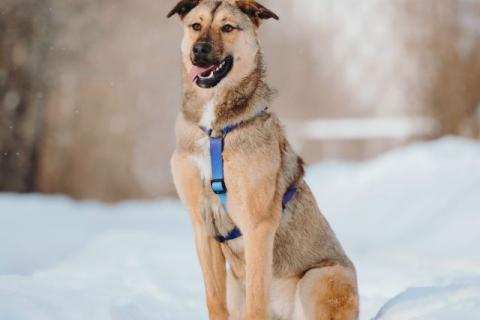 В дар собаку. Сади, собака-подросток, которая не умеет любить вполсилы. Фото3