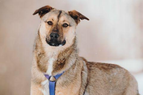 В дар собаку. Сади, собака-подросток, которая не умеет любить вполсилы. Фото4