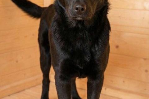 В дар собаку. Кира и Миша, ласковые умные щенки-подростки ищут дом. Фото3