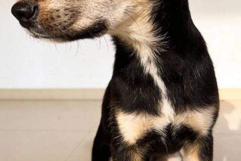 В дар собаку. Щенок-подросток Индеец ищет дом. Фото3