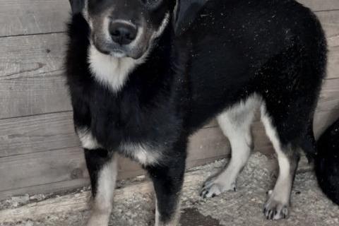 В дар собаку. Красавица Каштанка, ласковый щенок-подросток ищет дом. Фото4