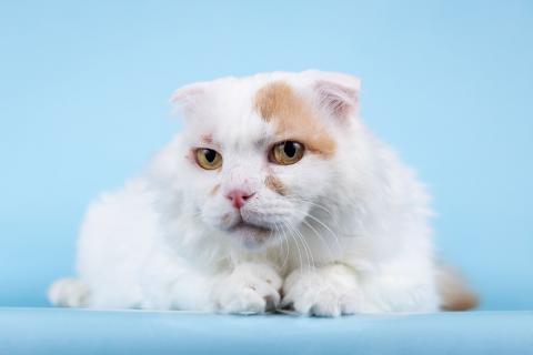 В дар кошку. Ласковый вислоухий белый кот Мальчик. Фото1