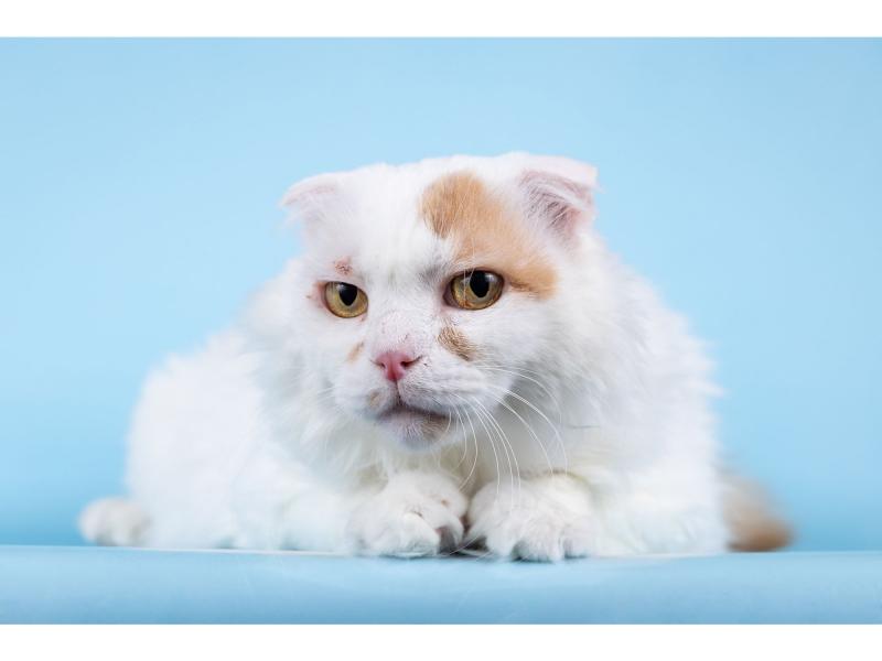 В дар кошку