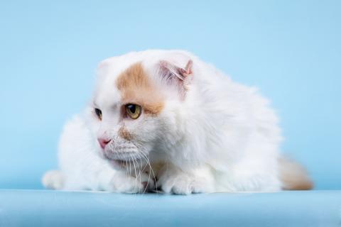 В дар кошку. Ласковый вислоухий белый кот Мальчик. Фото2