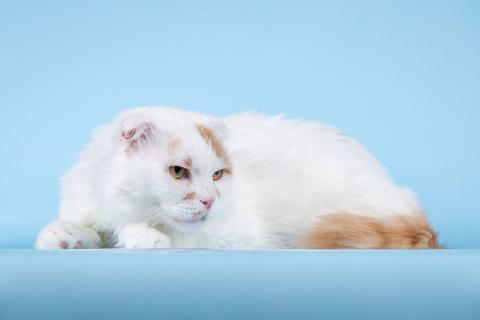 В дар кошку. Ласковый вислоухий белый кот Мальчик. Фото3