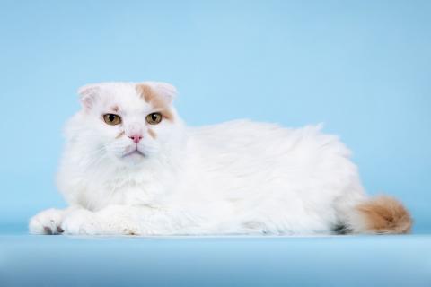 В дар кошку. Ласковый вислоухий белый кот Мальчик. Фото4